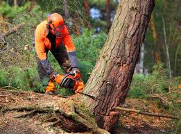 Reliable Bell Acres, PA Tree Removal and Landscaping Services Solutions